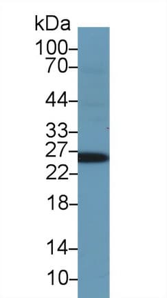 GSTA1 Antibody (aa2-222)
