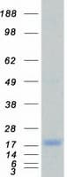 Human ID / ID1 Protein (Recombinant Myc-DDK (Flag))