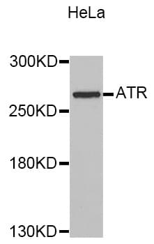 ATR Antibody