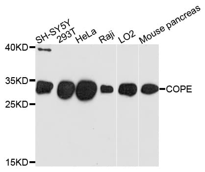 COPE Antibody