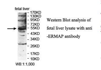 ERMAP / SC Antibody (aa304-467)