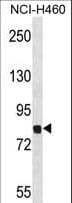 DYRK / DYRK1A Antibody (aa718-745)