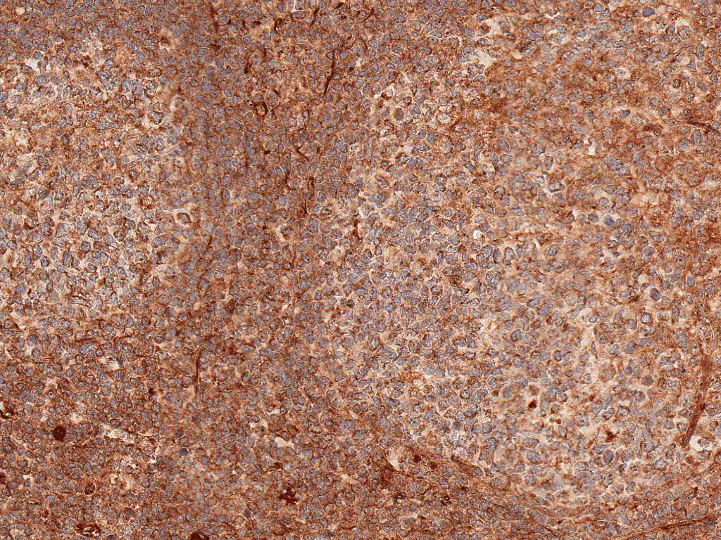 TCF7 Antibody (APC)