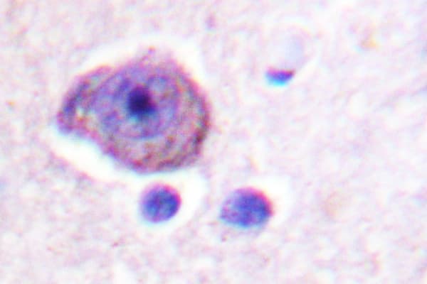 Rhodopsin / RHO Antibody (Leu328)