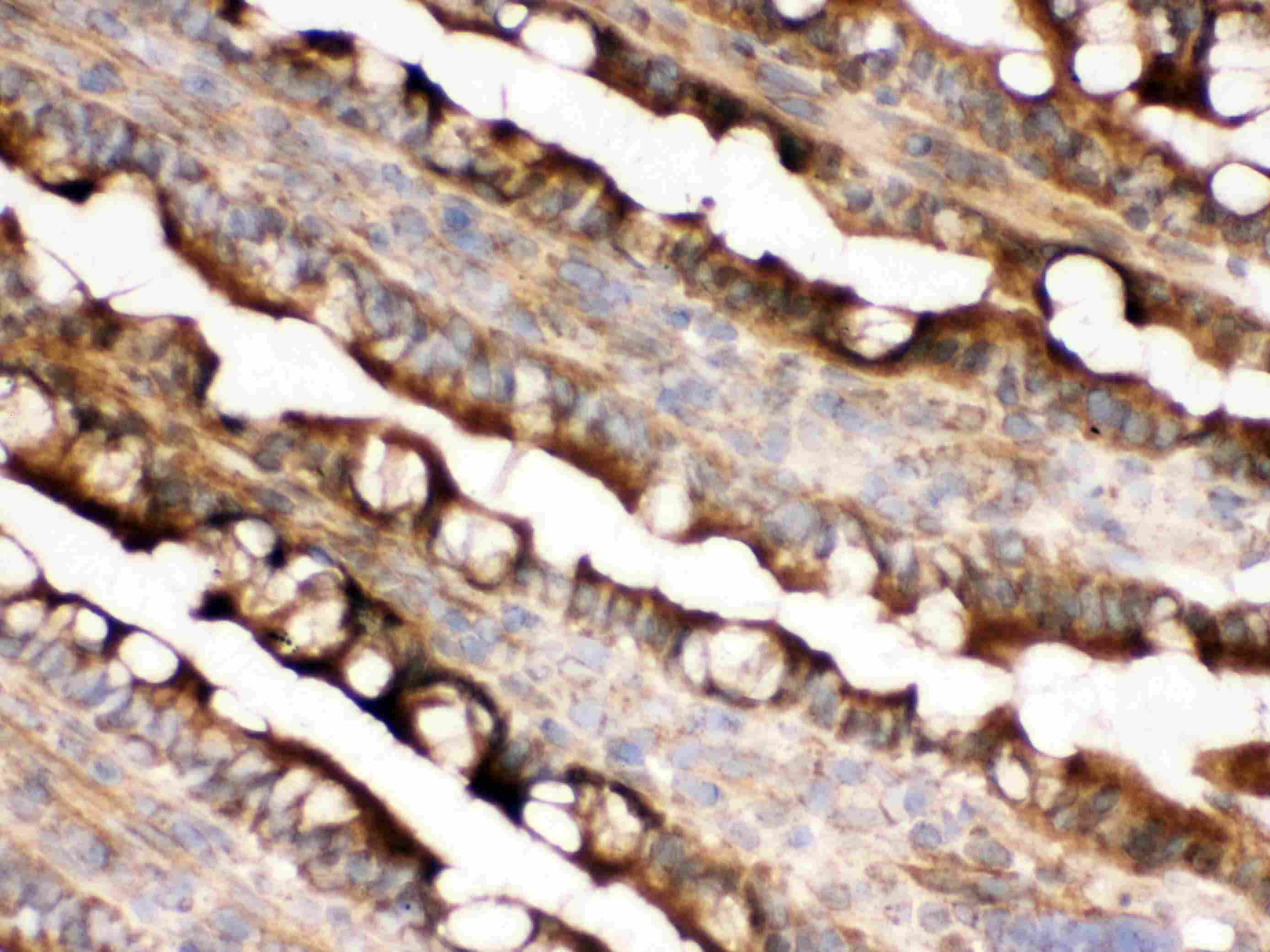 IDH2 Antibody (aa413-447)