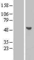 BPIFB2 Protein (Over-Expression Lysate Myc-DDK (Flag))