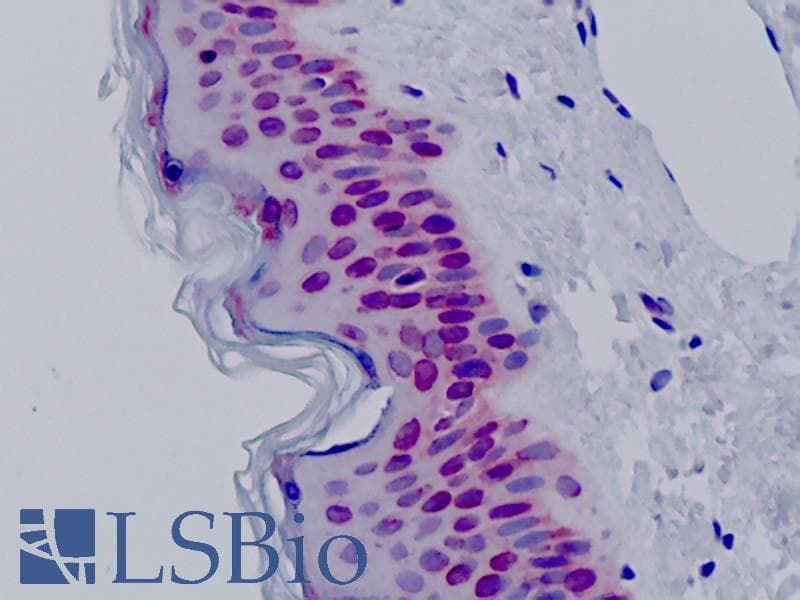IHC-plus™ BAF53 / ACTL6A Antibody (aa201-250)