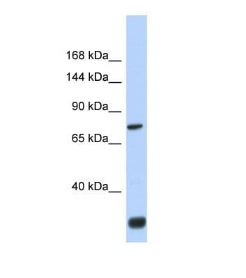 Polyclonal Rabbit anti-Human FNDC3A Antibody (aa155-204, WB)