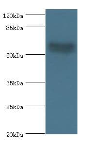 AMH / Anti-Mullerian Hormone Antibody (aa26-560)