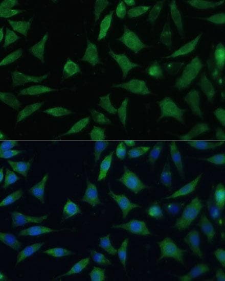 CD47 Antibody