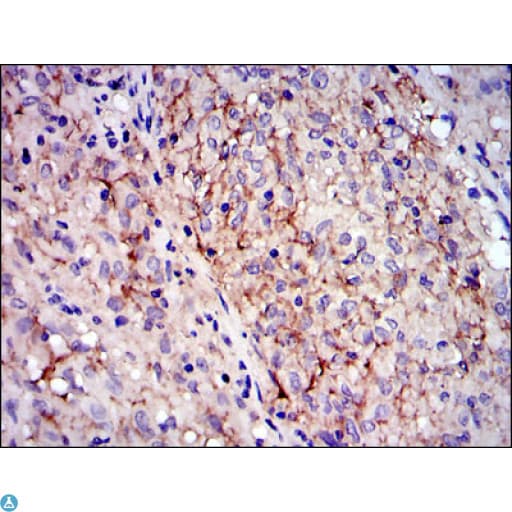 c-Kit / CD117 Antibody