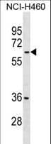 Polyclonal Rabbit anti-Human MDH1B Antibody (aa304-332, WB)