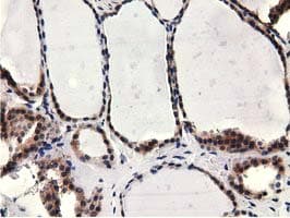 CBWD1 Antibody (clone OTI3A11, Carrier-free)