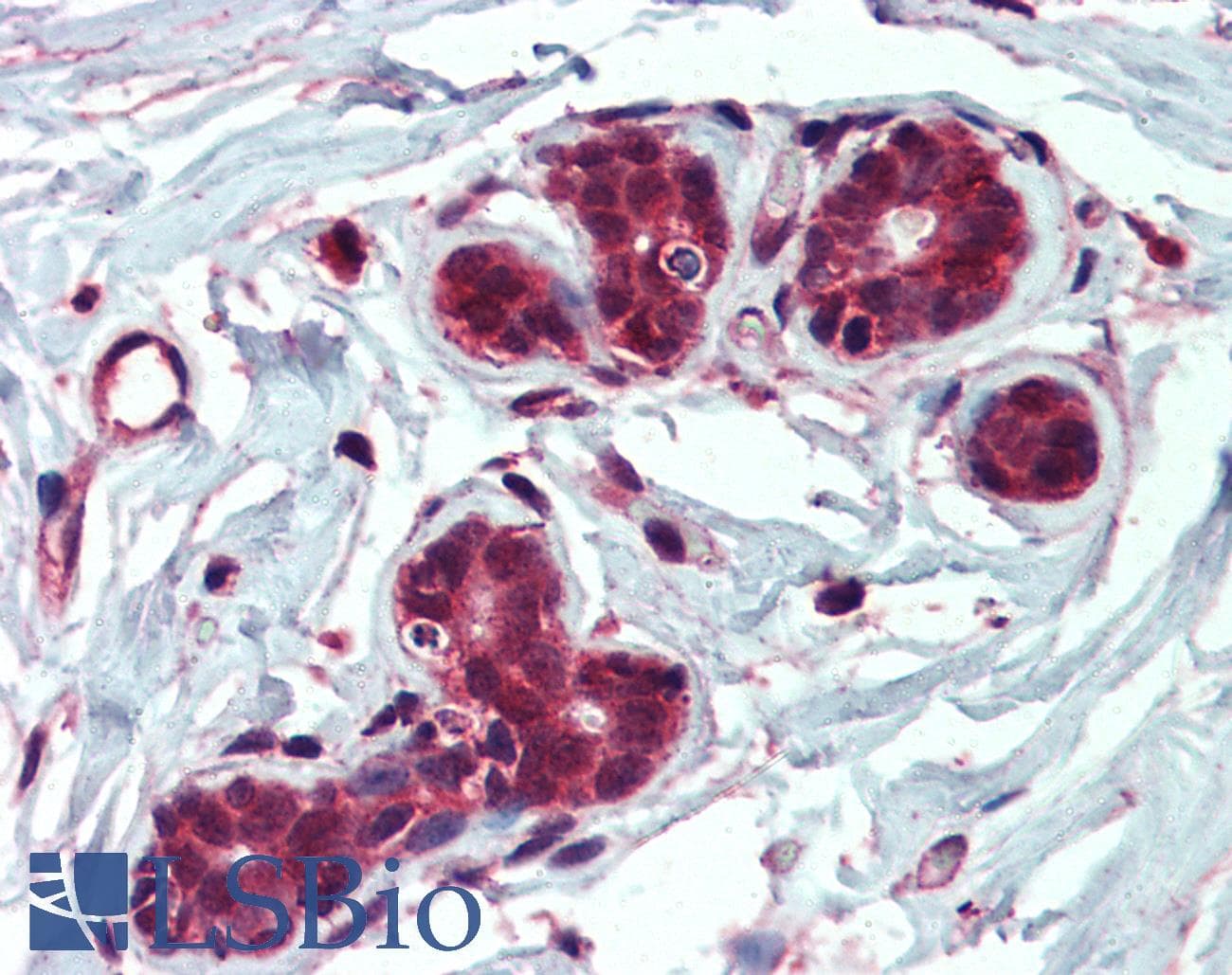 IHC-plus™ IDE Antibody (aa914-924)
