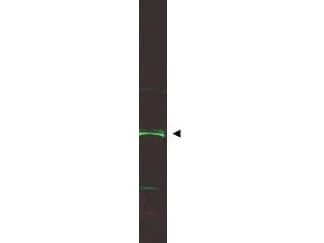 Polyclonal Goat anti-Human ING5 Antibody (aa125-150, WB)