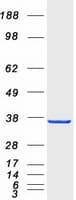 Human MGLL / Monoacylglycerol Lipase Protein (Recombinant Myc-DDK (Flag))