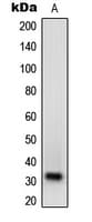 NXPH1 Antibody (Internal)