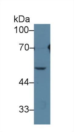 HRG Antibody (aa18-254)