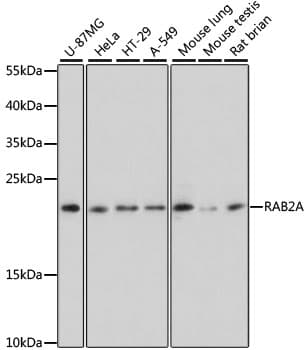RAB2A / RAB2 Antibody