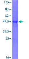 Human KLHL17 Protein (Recombinant GST)