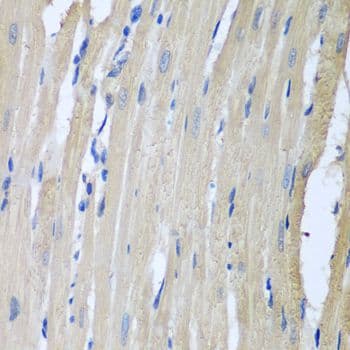 LRP6 Antibody