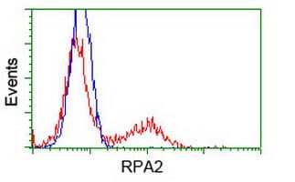 RPA2 / RFA2 / RPA34 Antibody (clone OTI1H10)