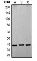 FASLG / Fas Ligand Antibody (Internal)