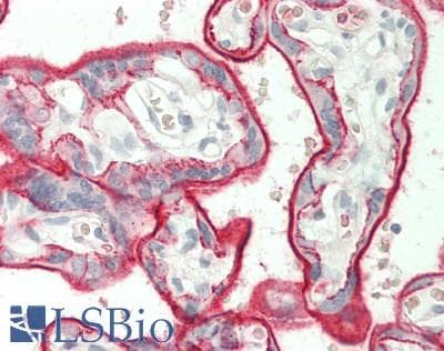 IHC-plus™ Basigin / Emmprin / CD147 Antibody (clone 10E10)