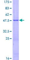 Human IFNA4 / Interferon Alpha 4 Protein (Recombinant GST)