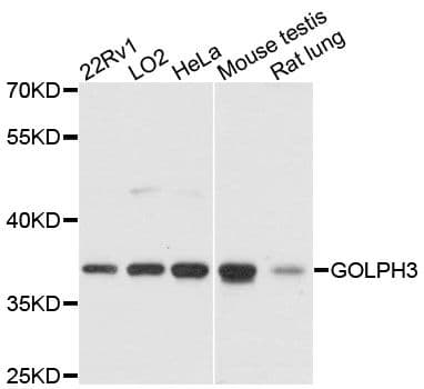 GOLPH3 Antibody