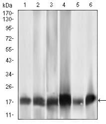MRPL42 / MRPS32 Antibody (aa142-203, clone 3H6G11)