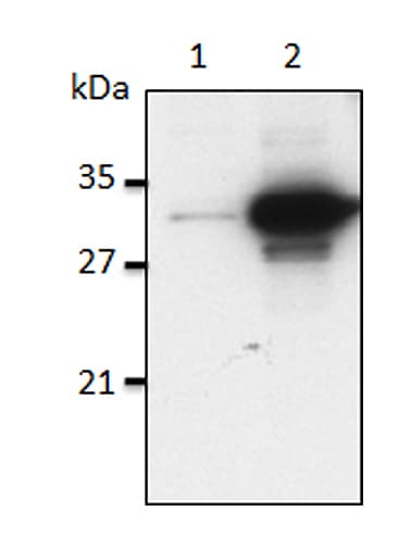 IL1A / IL-1 Alpha Antibody (clone Bamboo-1)