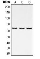 RELA / NFKB p65 Antibody (C-Terminus)