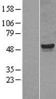 CYP26 / CYP26A1 Protein (Over-Expression Lysate Myc-DDK (Flag))