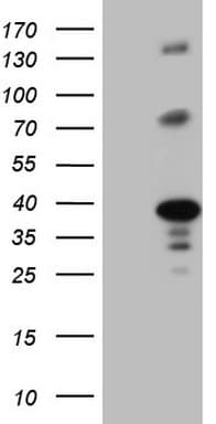 LIME1 / LIME Antibody (aa30-295, clone OTI9E9)