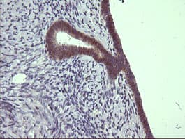 C4orf22 Antibody (clone OTI1A6)