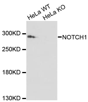 NOTCH1 Antibody