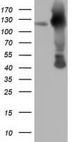 MICAL1 / MICAL Antibody (clone OTI4A1)