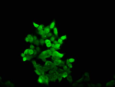 Polyclonal Rabbit anti-Human AKAP17A / 721P Antibody (IF)