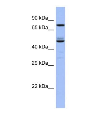 TBC1D25 Antibody (aa479-528)