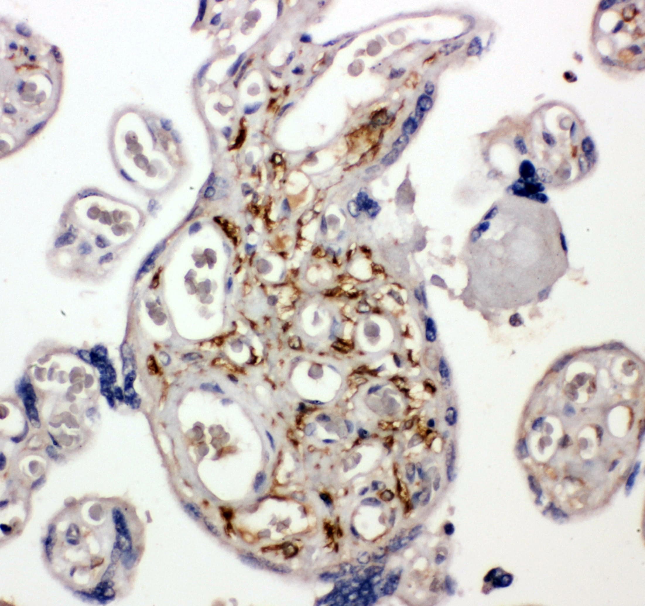 BAG5 Antibody (aa415-429)