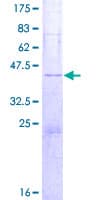 Human SYCN Protein (Recombinant GST)