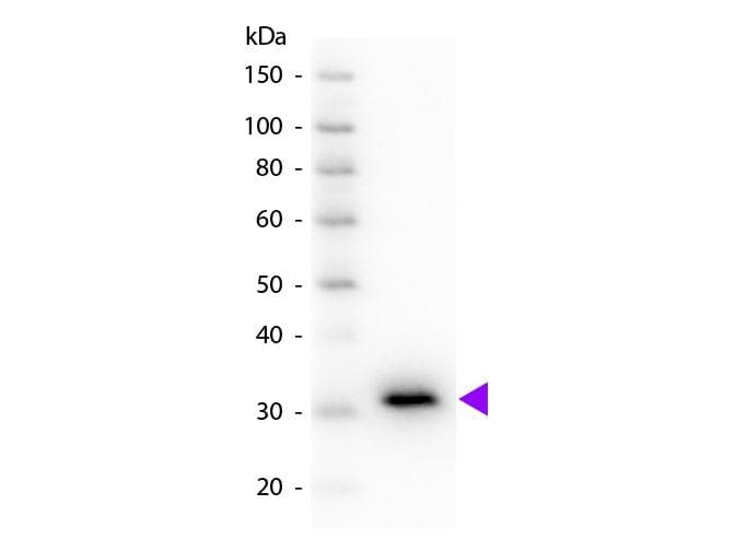 Goat Anti-Mouse IgG Fc Secondary Antibody (HRP)