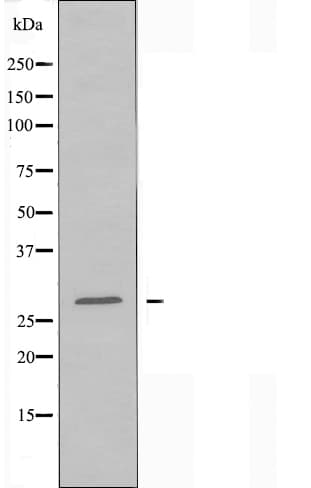 CD58 Antibody