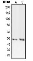 IHC-plus™ PRIM1 Antibody (C-Terminus)