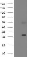 SPR Antibody (clone OTI3E3, Carrier-free)