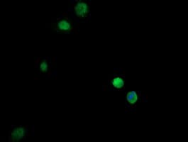 Monoclonal Mouse anti-Human GZMB / Granzyme B Antibody (clone OTI4E6, aa21-247, IHC, IF, WB)