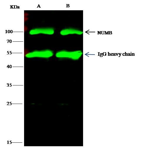 NUMB Antibody (Preservative Free)