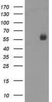 Nectin-1 / PVRL1 Antibody (clone OTI1B6)