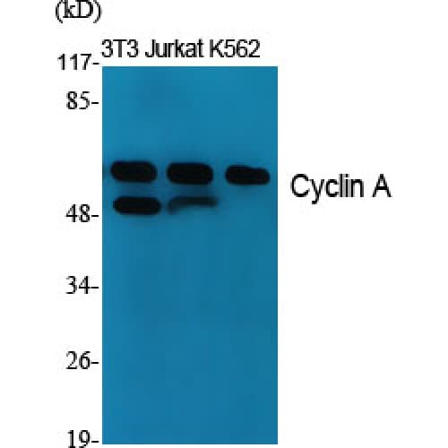 Cyclin A Antibody (190-270 aa, Internal)